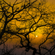 The Trapped Sun by Sankha Chakraborty